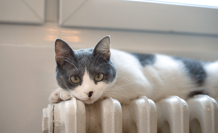 Closeup of a cat enjoying radiator heating